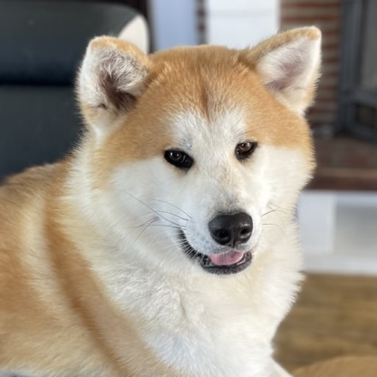 Hoshi, Akita Inu.